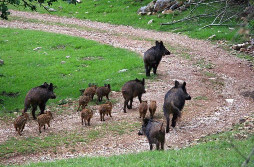Turisti baresi assaliti da un branco di cinghiali in Sicilia: salvati dal soccorso alpino