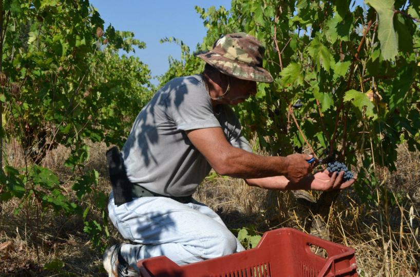 Pascolo abusivo, lo sfogo di un agricoltore tarantino: «Da anni denuncio, ma non cambia mai nulla»