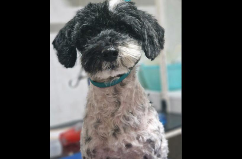 Casamassima, la Polizia locale salva un barboncino: «Otto» sta bene e ha trovato casa
