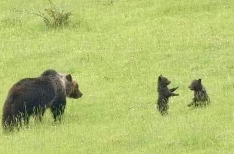 Parco d'Abruzzo, stasera nuova ricerca dei cuccioli dell'orsa Amarena 