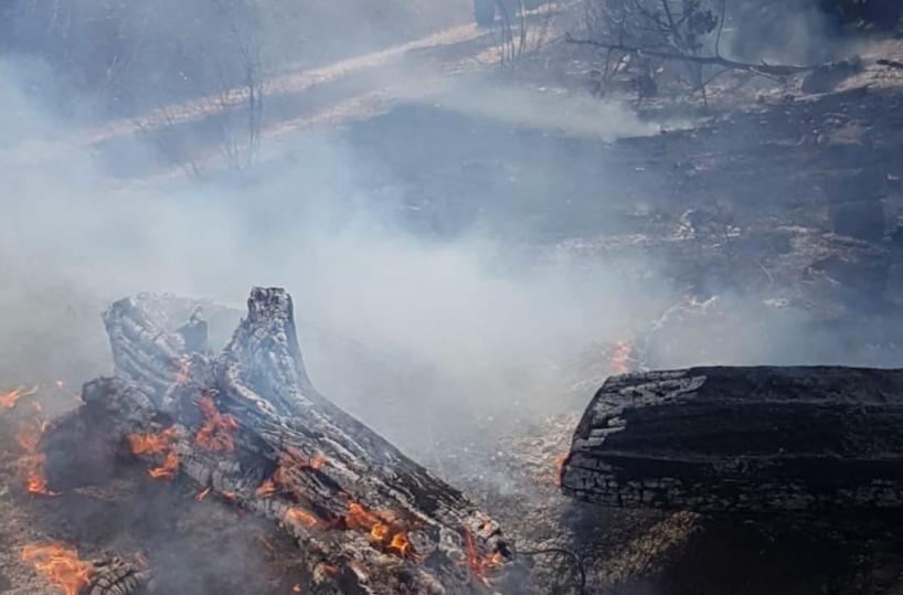 Brindisi,  incendio sulla litoranea: in fumo sterpaglie e alberi