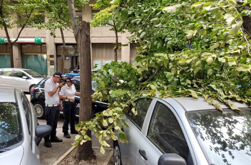 Forte vento a Foggia, grosso ramo di albero cade su auto in sosta