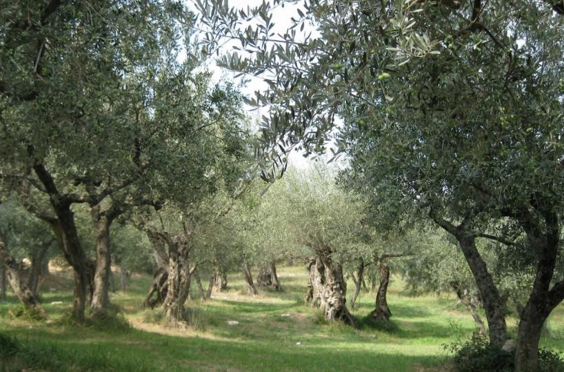 Mercato fondiario lucano: compravendite in netto calo