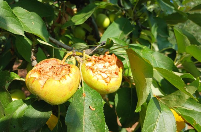 Puglia come i tropici: pappagalli verdi fanno razzia di frutta e mandorle