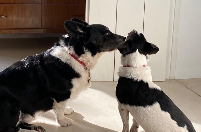 Maglie, la storia dei cani Santino e Cosmo: così uguali e così diversi 