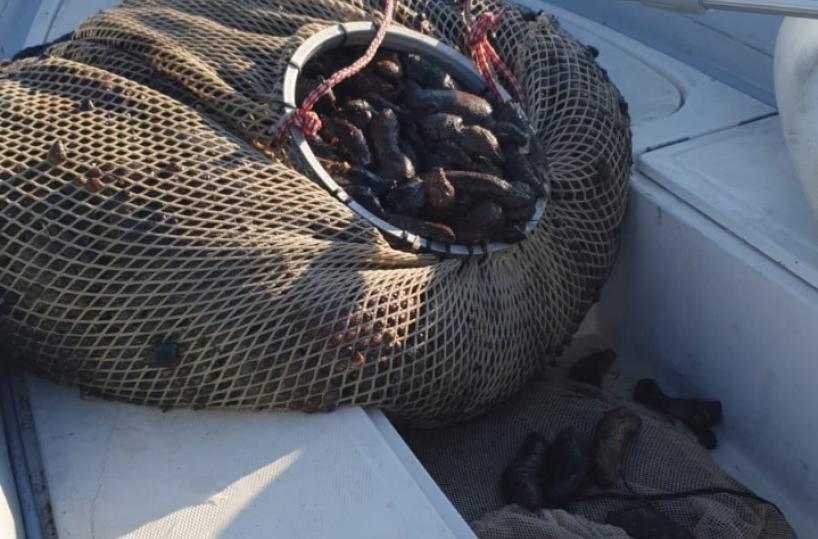 Taranto, colpo alla pesca di frodo: sequestrato un quintale e mezzo di «cetrioli di mare»