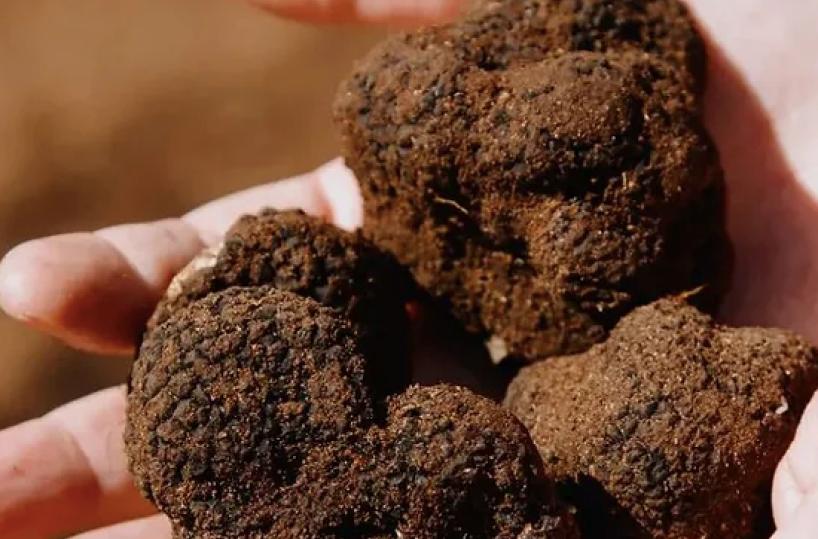 Il tartufo è il nuovo oro di Puglia: 7 aree e 58 località vocate in tutta la regione