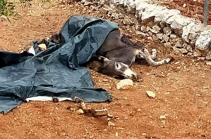 Locorotondo, asina uccisa da un branco di lupi: l'appello al sindaco «Fate qualcosa»
