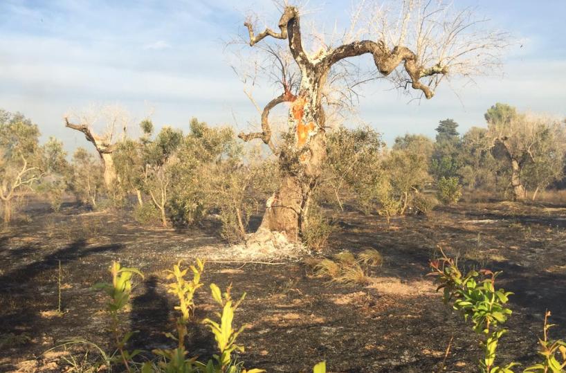 In fiamme a Miggiano gli alberi simbolo della «rinascita» del Salento