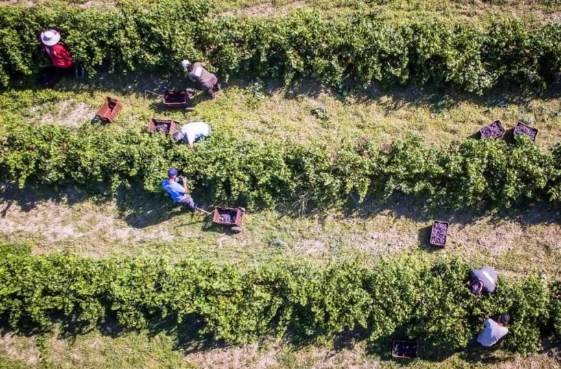 Vendemmia 2023, anche in Puglia un’annata difficile, ma preparate i calici