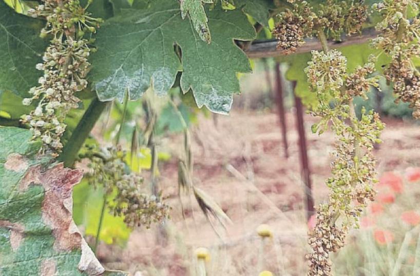 Brindisi, siccità dello scorso anno: a 31 imprese liquidato solo l’8% di quanto richiesto