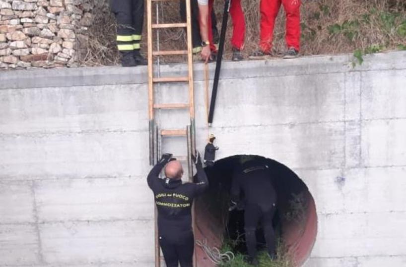 San Pancrazio Salentino: cuccioli di cane salvati dai vigili del fuoco