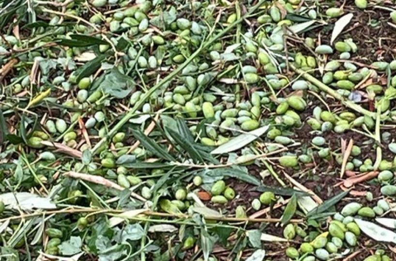 Puglia, bollettino di guerra in campagna: danni tra il 20% e 80% tra uliveti e vigneti