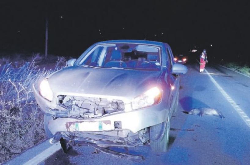 Castellaneta, travolti e uccisi dieci cinghiali