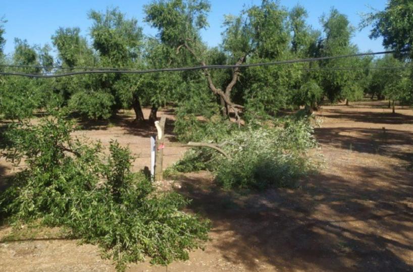 Ulivi tagliati e divelti: continua la mattanza tra Bitonto e Terlizzi