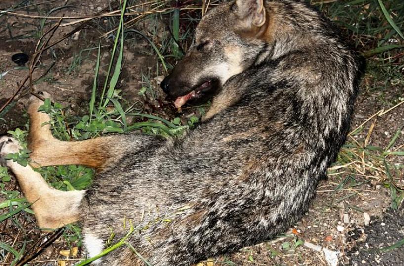 Lupo investito e lasciato agonizzante nel Salento: scattano i soccorsi