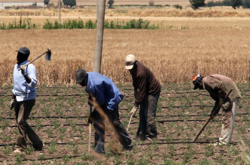 Basilicata, manodopera carente? Ci pensano i migranti