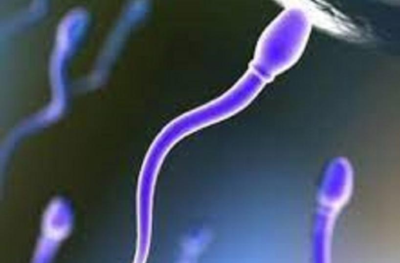 In 20 anni il numero degli spermatozoi nel seme maschile si è dimezzato 