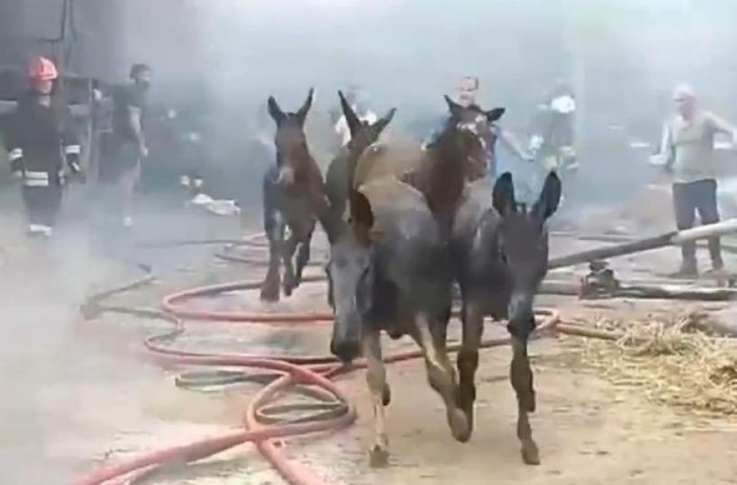 Nardò, fiamme in un'azienda zootecnica: è strage di cavalli