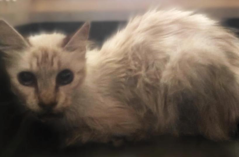 Lecce, gattina impallinata e salvata: ora è caccia a chi le ha sparato