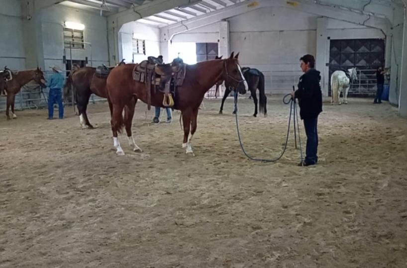 Val d'Agri, nel «Texas lucano» c'è una scuola che insegna a «sussurrare» ai cavalli