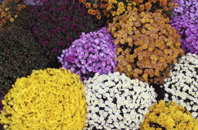 2 novembre, nei cimiteri di Puglia arrivano 60mila crisantemi
