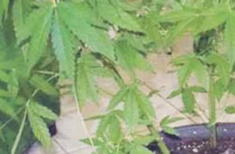 Coltiva marijuana per fumarla nel Barese: «assolto perché non è uno spacciatore»