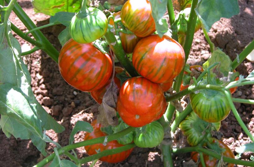 Melanzana rossa di Rotonda