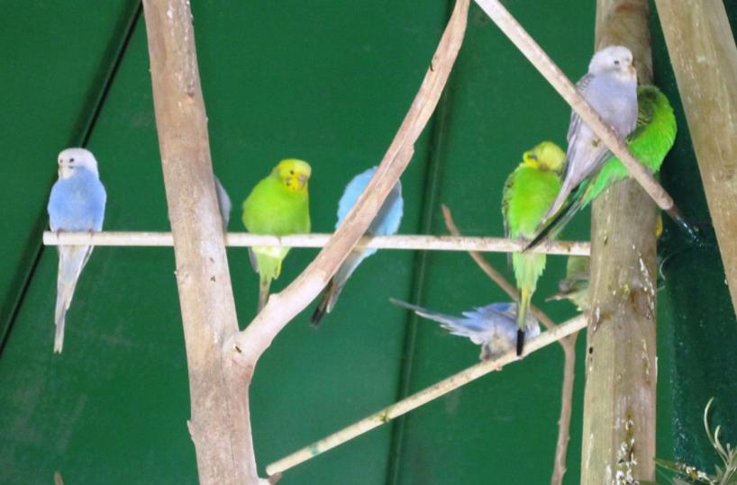 Voliera in villa comunale a Trani, ma il bando «copia e incolla» si riferisce alla Sicilia