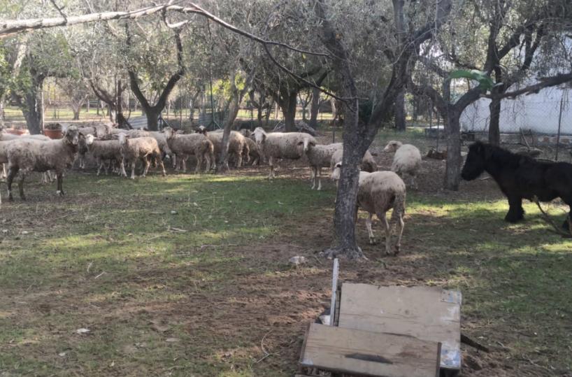 Vieste, animali indisturbati per strada, il Comune sequestra un pony e un gregge di 25 pecore
