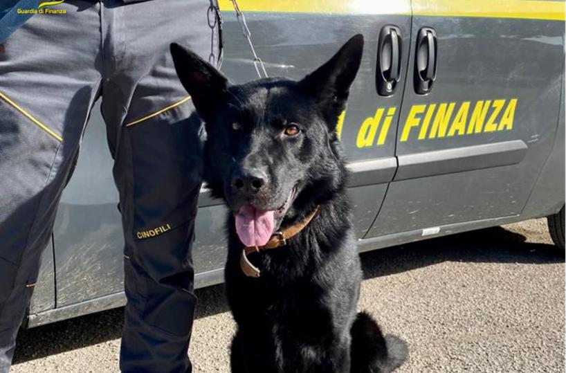 Manfredonia, il fiuto di Jim ha fatto sequestrare 150kg di droga