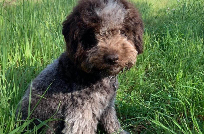 Dalla Puglia la storia di Dino, Erika e il loro Lagotto Romagnolo Quiri