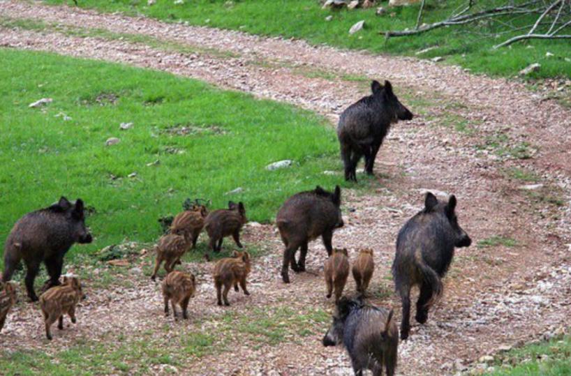 Basilicata, la Cia: per i cinghiali, la cattura non basta, vanno abbattuti