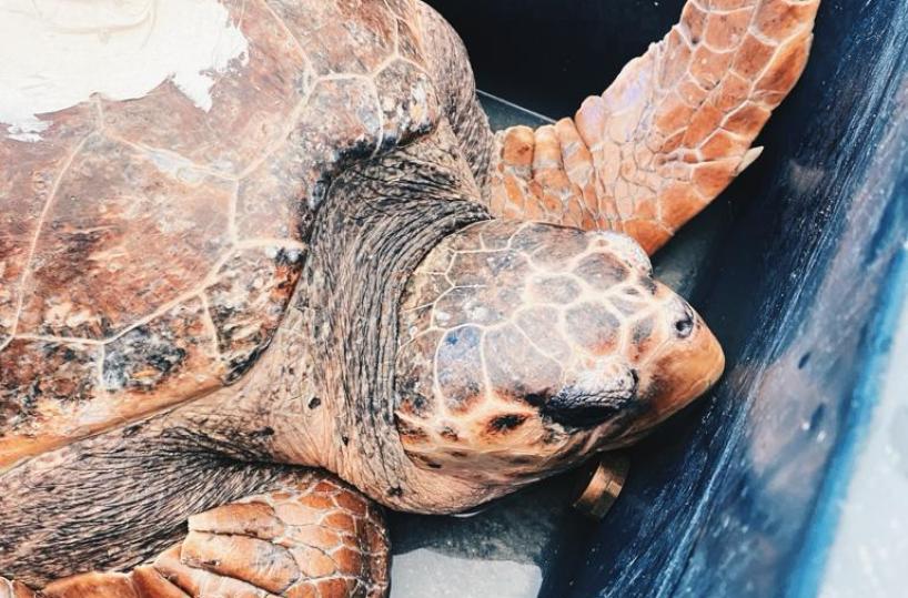 Mola di Bari, tornano in mare alcuni esemplari di Caretta Caretta