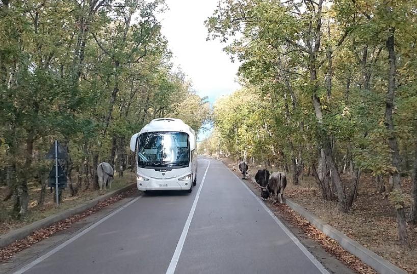 Bus sui rami per evitare lo scontro: tragedia sfiorata sulla Salandra-Ferrandina