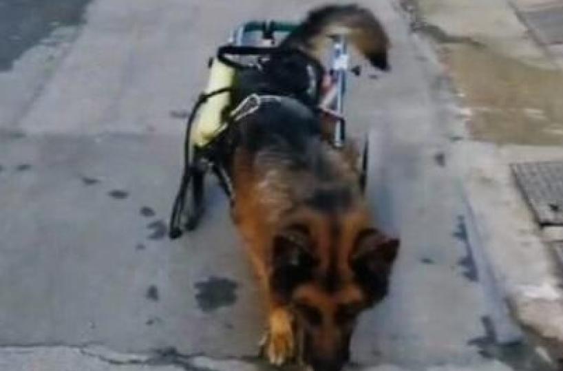 Addio a Mork: muore il cane del carrellino rubato a Bari