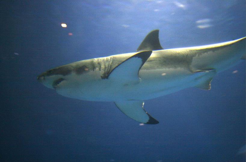Ventenne italiano aggredito da squalo in Australia: perde una gamba