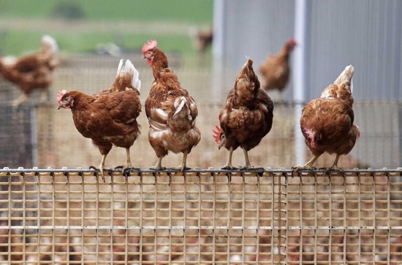 Puglia, paura per il ritorno dell'influenza aviaria: «Proteggere allevamenti»