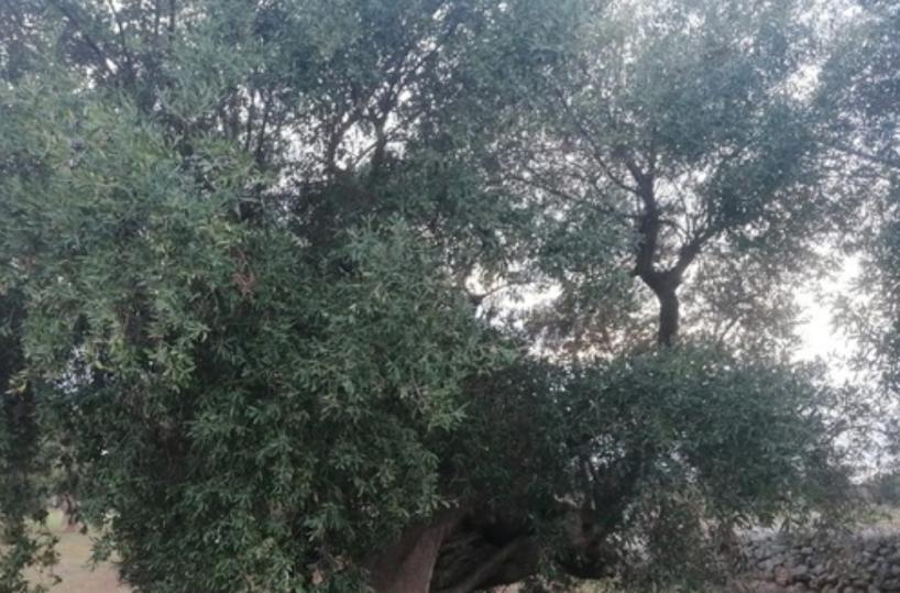 Monopoli, una 90enne salva nove ulivi monumentali grazie a un ricorso
