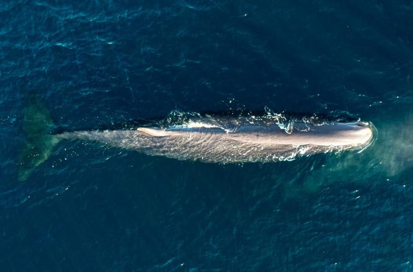 Avvistati tre capodogli nel Golfo di Taranto