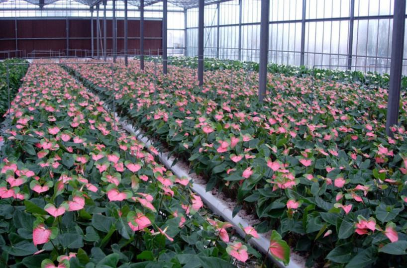 Molfetta, sequestro alla Ciccolella: beni restituiti per metà