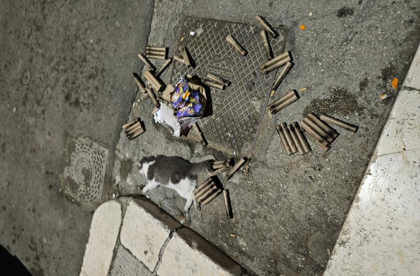 Orrore a Barletta, gatto randagio colpito a morte dai petardi