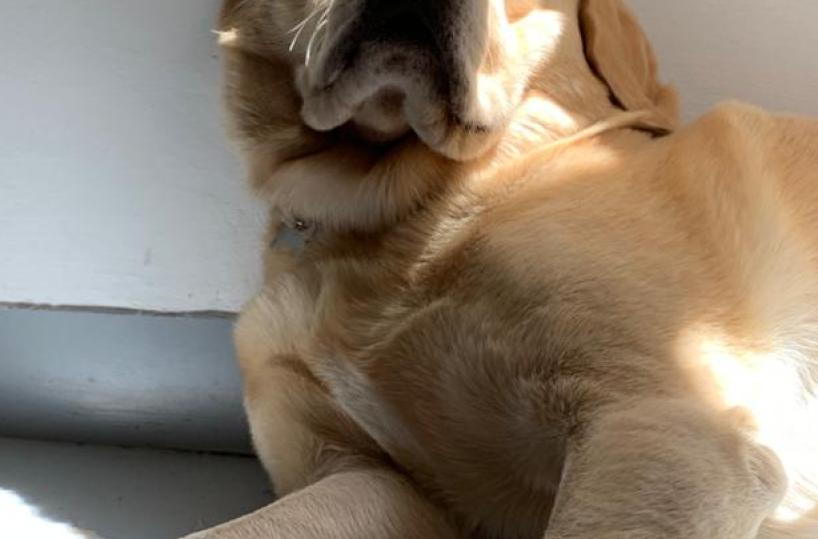 Da Lecce la storia di Buddy, il labrador amante del sushi