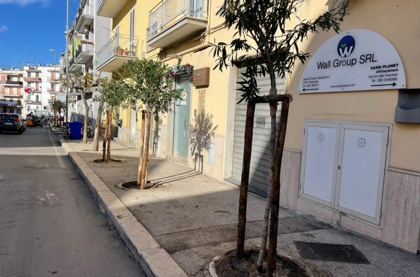 Matera, nella città dei Sassi arrivano 41 nuovi alberi