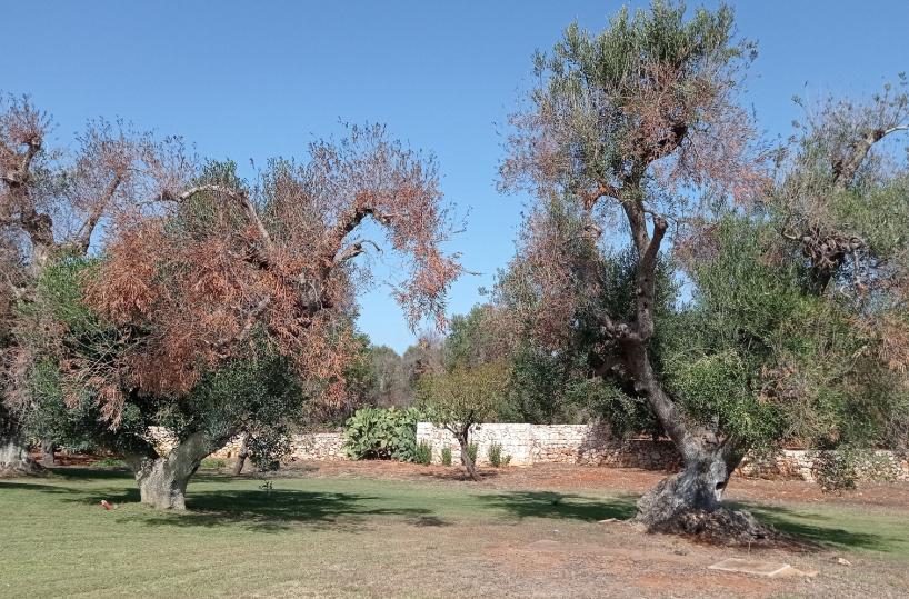 &laquo;La resistenza a Xylella &egrave; nella linfa&raquo;, la ricerca parla pugliese