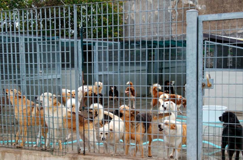 Canile comunale di Fasano, assolti dirigenti e gestore 