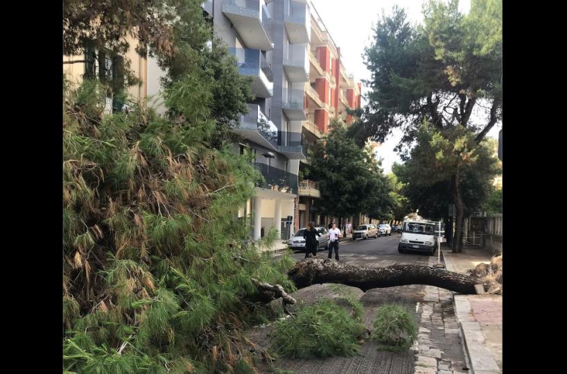 Lecce, per i pini a rischio caduta da fine mese scatta il piano