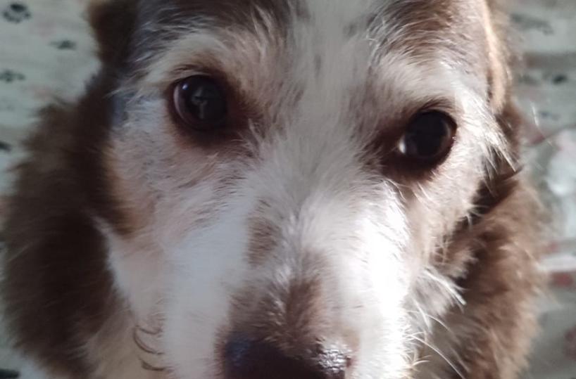 La falsa gravidanza delle nostre cagnoline