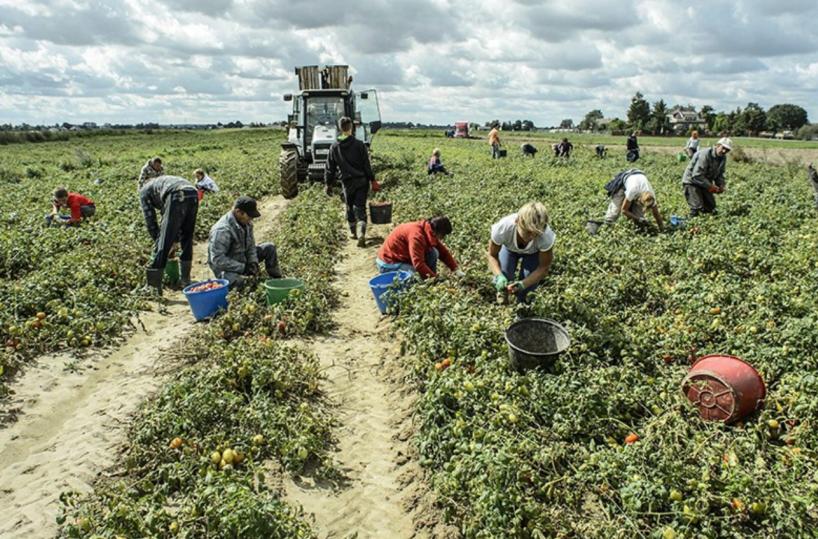 Basilicata, mancano le braccia per l’agricoltura e serve manodopera anche nell'edilizia
