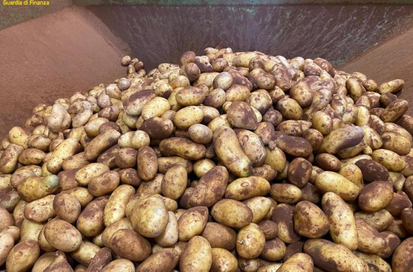 Gallipoli, sequestro di 33mila kg di patate "taroccate": vendute come italiane ma arrivavano dalla Francia
